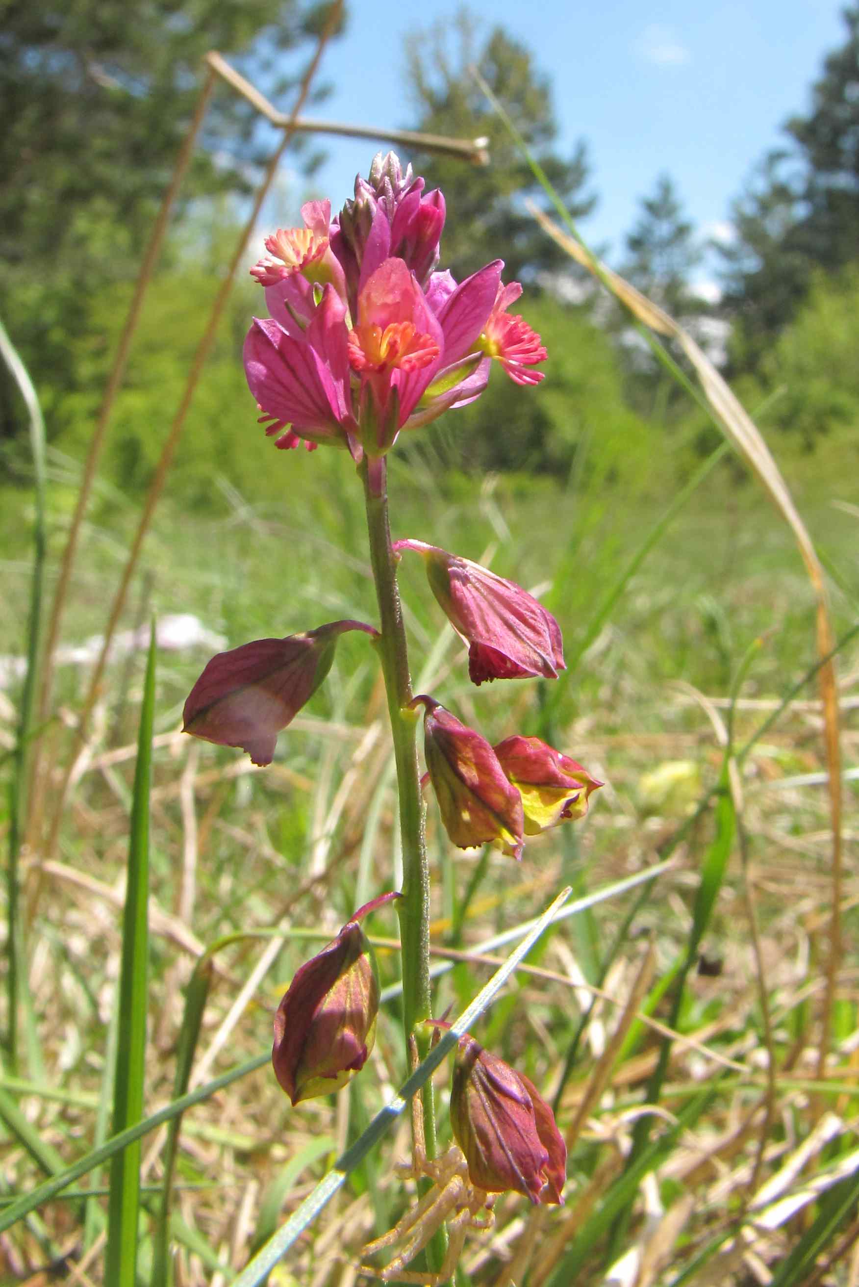 polygala